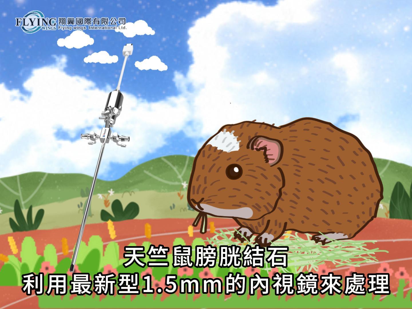 1.5mm多功能鏡協助天竺鼠排除膀胱結石
