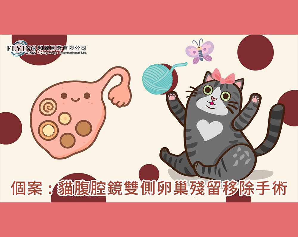 貓腹腔鏡雙側卵巢殘留移除手術