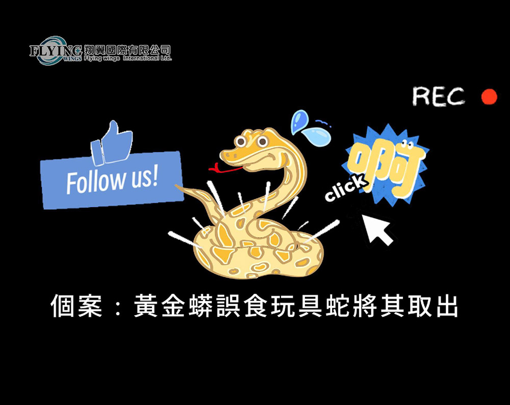 黃金蟒誤食玩具蛇改怎麼辦?