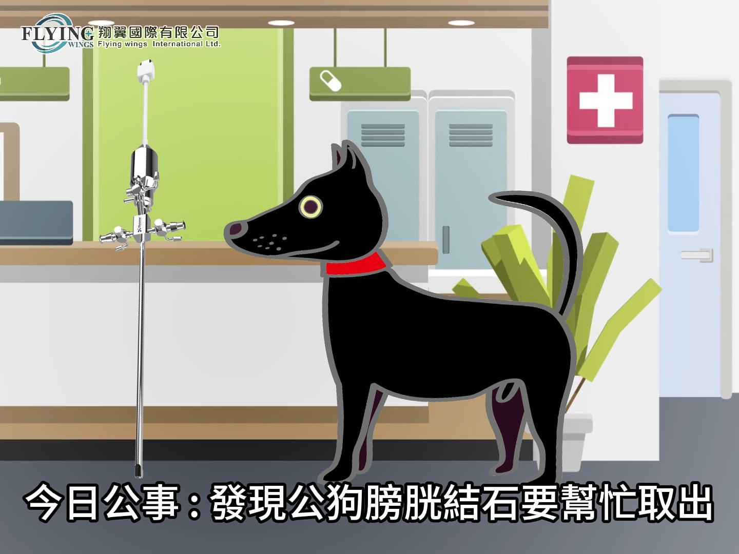 協助公狗取出膀胱內的結石