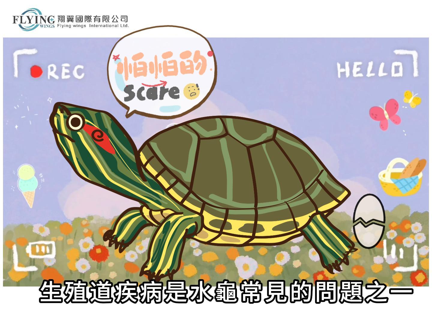 水龜常見的異位蛋狀況