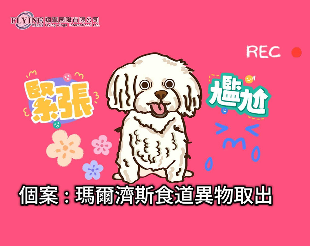 AK食道異物鉗實際範例影片