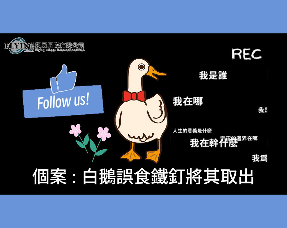 大白鵝AK內視鏡異物取出