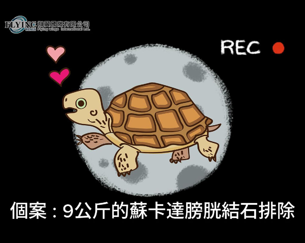 蘇卡達象龜結石排除