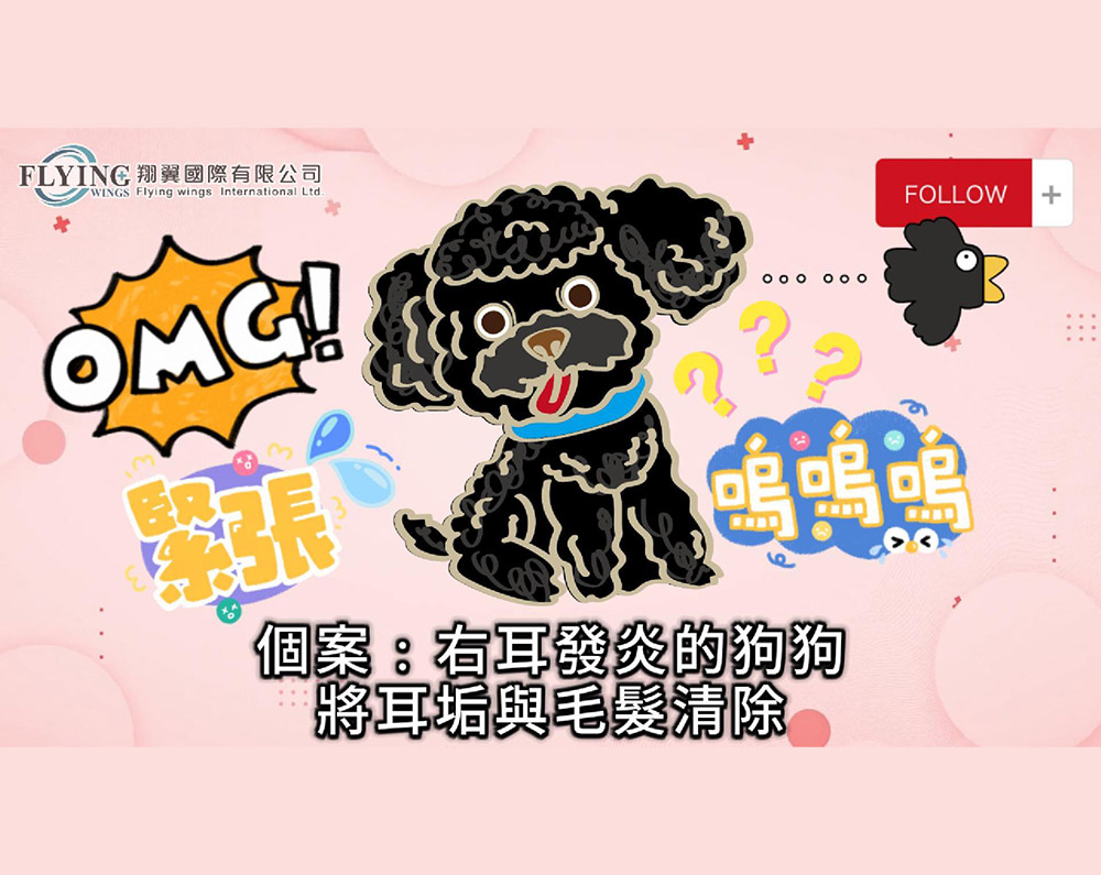 黑貴賓耳朵污垢清除