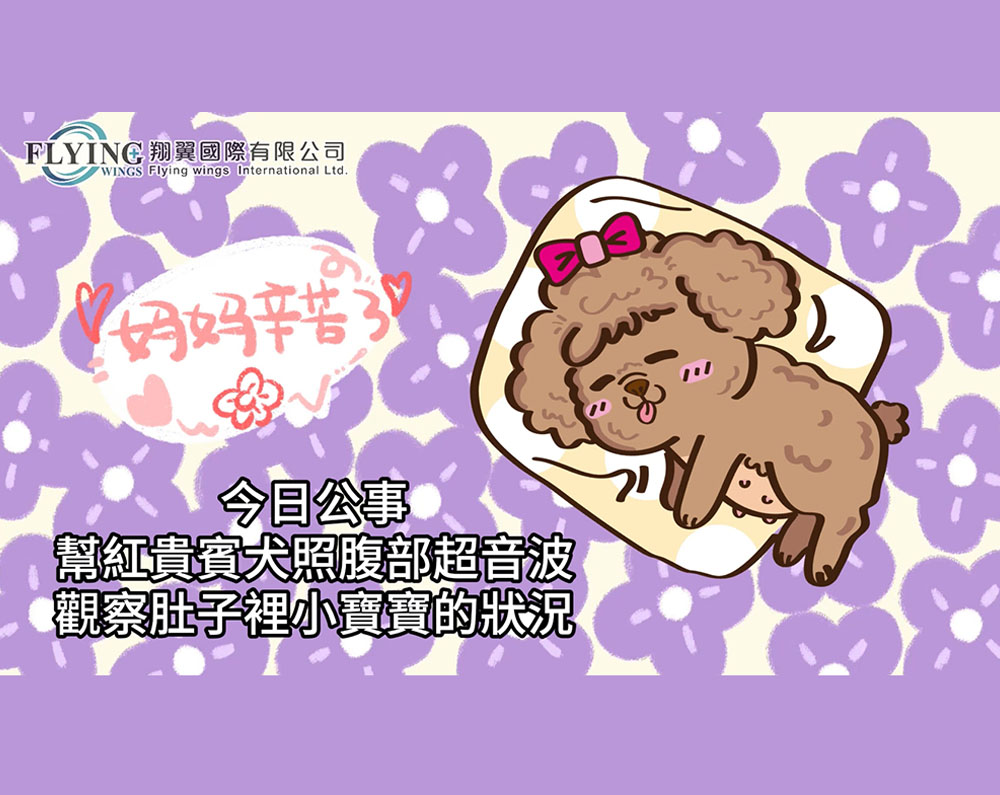 手持超音波-動物探頭實測影片-貴賓狗懷孕檢查