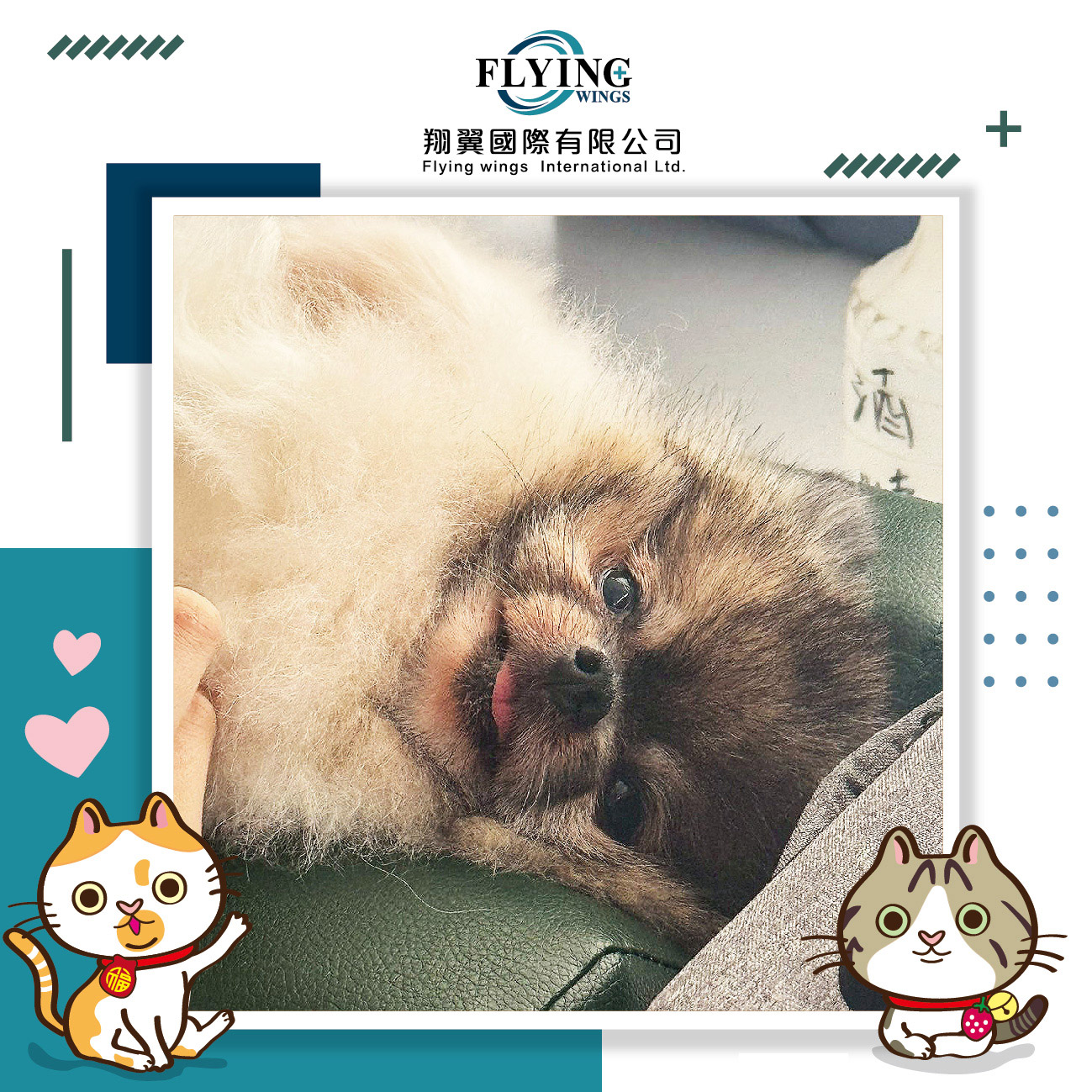 2025/04/22-【全國動物醫院台中總院內培訓課程】