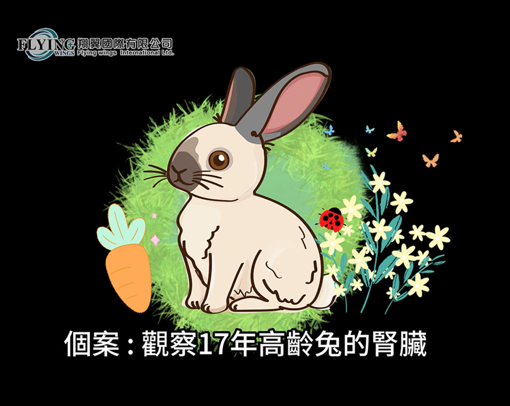 獸用手持超音波-範例影片(觀察高齡兔腎狀況)