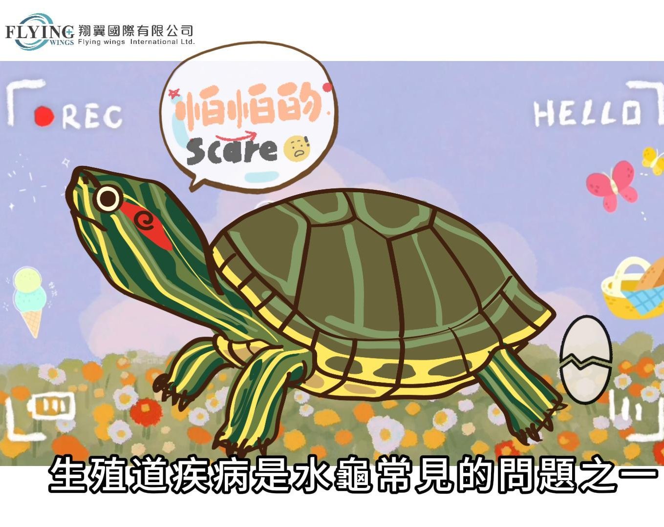 水龜常見的異位蛋狀況